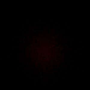 Meet your Posher, Avery lamb